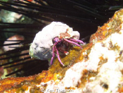 Grumpy little crab by Ken Thiessen 
